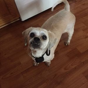 Meet your Posher, James